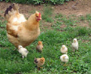 chickens1.JPG