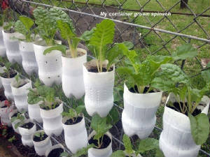 cokebottleplanting.JPG