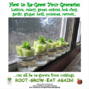 regrowgroceries.JPG